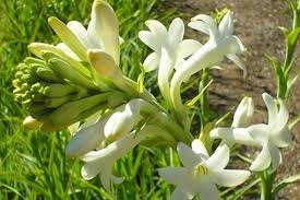 Bunga melati yakni bunga yang dikenal memiliki wangi yang khas dan identik dengan makhluk halus. Kenapa Setan Sering Digambarkan Suka Makan Bunga Infia Co