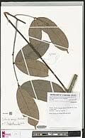 Image result for Salacia orientalis