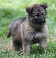 Ayer's long coat german shepherds. German Shepherd Puppies Long Coat Hair German Shepherd Puppies Europe