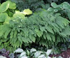 Image result for Adiantum comorense