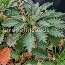 Image result for Dorstenia schliebenii