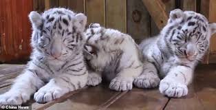 Black And White Baby Tiger Pictures White Tiger Triplets Struggle To Stay Awake As They Make Public Debut Baby White Tiger White Tiger Cute Baby Animals