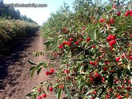 324 duchess st saskatoon, sk, s7k 0r1 Summer Cherry Picking At Saskatoon Farm Lost In The Leaf City