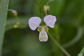 Image result for Aneilema zebrinum