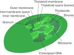 Mitochondria Chloroplasts And Peroxisomes Tour Of A Eukaryotic Cell Structure Of A Cell Biology Khan Academ Eukaryotic Cell Cell Processes Plant Cell