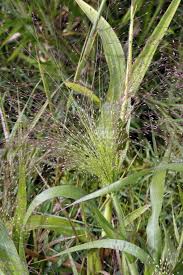 Image result for Panicum subflabellatum