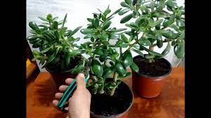 It can be helpful to mark which stems to prune with colored tape or yarn. How To Pruning A Jade Plant Youtube