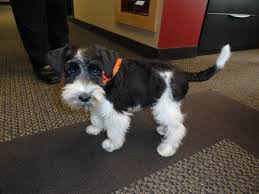 Black And White Parti Mini Schnauzer Black And White Parti Schnauzer Puppy With Natural Tail Schnauzer Puppy White Schnauzer Dog Lovers