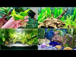 live plant aquarium setup unboxing plants by aquaswild com youtube planted aquarium live plants aquarium setup
