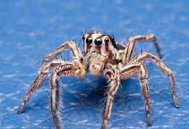 With our trained staff a phone call away, you will feel more confident when using any of our items in our directory of professional do it yourself products. 15 Simple And Effective Remedies To Get Rid Of Spiders From Your Home
