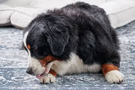 You can make a homemade bandage by taking a gauze dressing pad or. Why Is My Dog Licking His Paws
