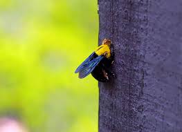 Carpenter bees get their common name from their habit of boring into wood. How To Get Rid Of Carpenter Bees 3 Easy Steps Bug Lord
