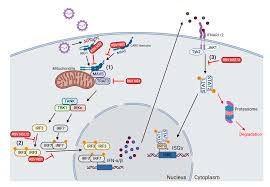 Respiratory syncytial virus, or rsv, is a respiratory virus that infects the lungs and breathing passages. Vaccines Free Full Text Function And Modulation Of Type I Interferons During Respiratory Syncytial Virus Infection