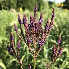 Image result for Verbenaceae