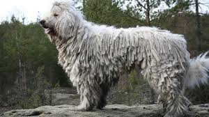 They are just like any other breed however, if you are not sure what breed is right for you, check this 15 long haired breeds, both small and large breeds, and find. 15 Long Haired Dog Breeds You Need To Know About Barking Royalty