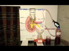 Pin On How The Kidneys Work