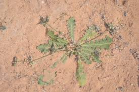 Image result for Launaea