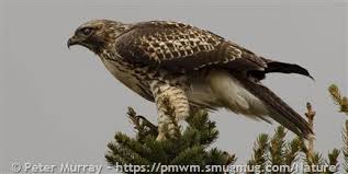 Quite often, a feather is not just a feather. Red Tailed Hawk Montana Field Guide