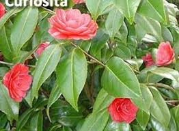 E vorrei tappezzarla di iperico calicino, che mi sembra adatto allo scopo. Cura Della Pianta Iperico Il Giardino Commestible