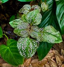 Image result for Clutia sessilifolia