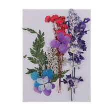 Check spelling or type a new query. Multiple Pressed Flowers Real Dried Flower Embellishment For Wedding Invitation Best Price 2f2b7d Goteborgsaventyrscenter