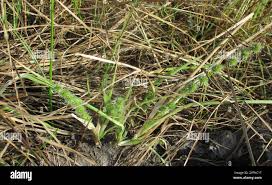 Image result for Elytrophorus globularis