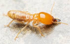 Home pest control and commercial pest control services. Tag How Long Is A Termite Inspection