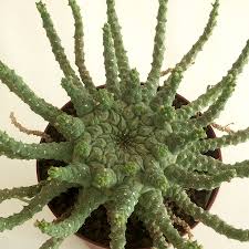 ユーフォルビア タコ もの