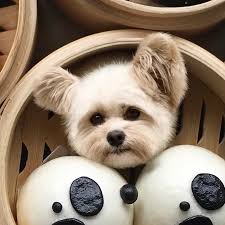 I found the super special limited edition pup bun!!!! . . @popeyethefoodie  @foodwithmichel @ Harumama Noodles and Buns