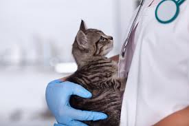 Veterinarian in federal way, washington. Disrupting Veterinary Medicine And Credentialing Through Blockchain Blockchain Pulse Ibm Blockchain Blog