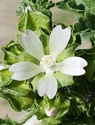 Image result for Malva verticillata