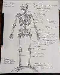 Human Skeletal System Anatomy Drawing With A Sketch Pencil Label Anatomy Skeleton Bone Human Skeletal System Skeletal System Anatomy Human Anatomy Drawing
