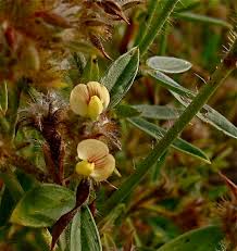Image result for Stylosanthes guianensis