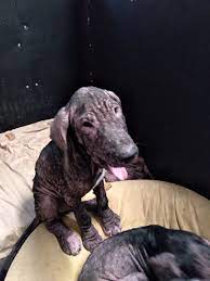 There was one more very special dog there that they needed us to take. The Great Dane Rescue Of Southern California Great Danes Available For Adoption