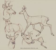 Week 4 Q A Notes We Discussed How To Break Down Animal Sketches Deer Sketch Deer Drawing