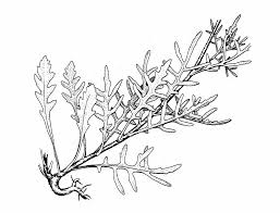 Image result for Diplotaxis tenuifolia