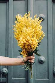 Beauty Yellow Flower Bonitas Flores Amarillas Mimosa Flower Planting Flowers Beautiful Flowers