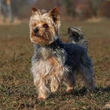 Statistiques et évolution des crimes et délits enregistrés auprès des services de police et gendarmerie en france entre 2012 à 2019 Yorkshire Terrier Or Yorkie Australian Dog Lover