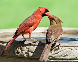 Birds Blooms Magazine Review Female And Male Northern Cardinals Feed Each Other Bird Photo Spring Birds Bird