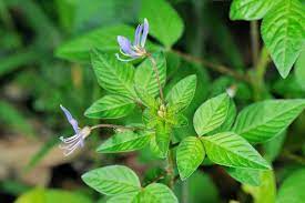 Pin On Herbs Edible Plants