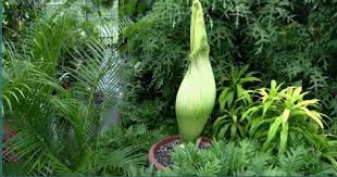 Children under the age of four are free. Longwood Gardens Rare Corpse Flower Will Bloom On Livestream Phillyvoice