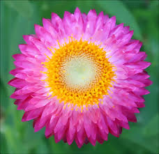 Yellow pink and orange flower bouquet. Pink Yellow Flower