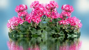 Full hd flowers wallpapers wallpaper cave. Wallpaper Pink Flowers Water Reflection 1920x1080 Full Hd 2k Picture Image