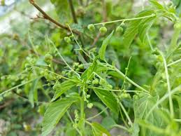 Image result for Micrococca