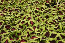 Image result for Coleus erici-rosenii