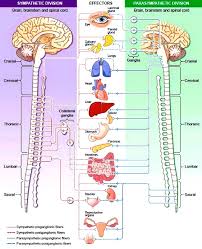 Sympathetic Nervous System Chart Www Bedowntowndaytona Com