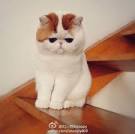 7 Flat Face Cats Breeds That You Need To Know - CATS VENTURE