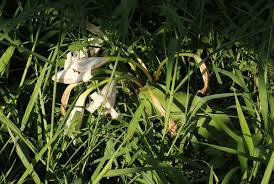 Image result for Crinum macowanii