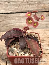 Image result for Euphorbia chevalieri