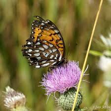 Image result for Ottelia fischeri